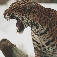 Схема вышивки «Леопард»