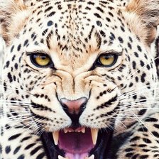 Схема вышивки «Леопард»