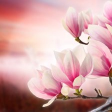 Схема вышивки «ветка магнолии»