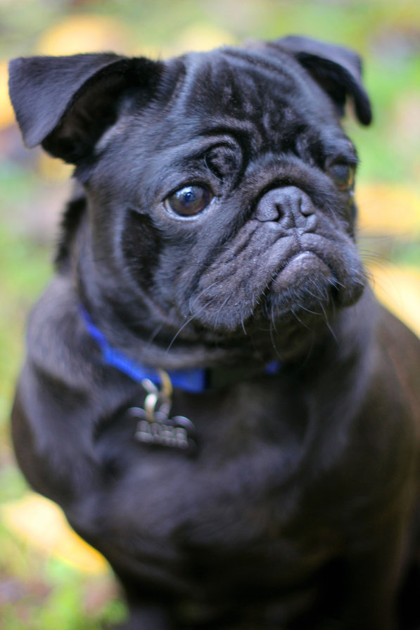 DOG - оригинал