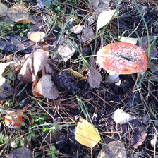 Схема вышивки «Осень»