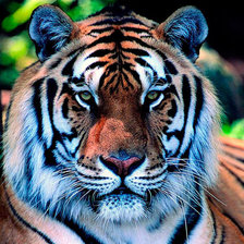 Схема вышивки «Тигр»