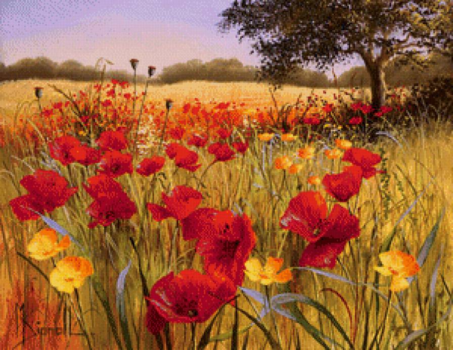 Поле маков - маки, лето, цветы - предпросмотр