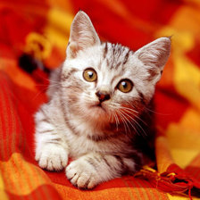 Схема вышивки «Котик»