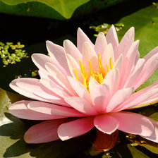 Цветок лотоса