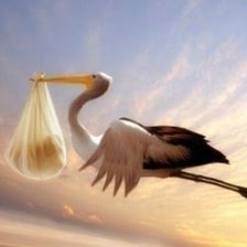 Аист прилетел.