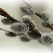 Схема вышивки «Вербная веточка»