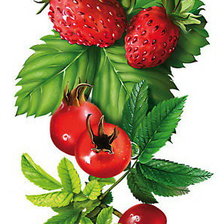 Схема вышивки «ягодки»