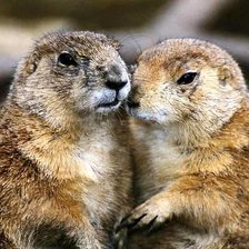 Схема вышивки «бобры»