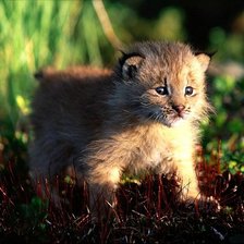 Схема вышивки «котенок»