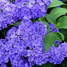 Схема вышивки «сирень»