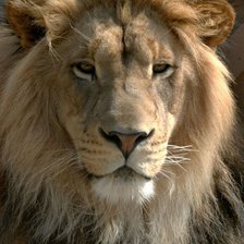 Схема вышивки «лев»