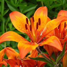 Схема вышивки «лилия»