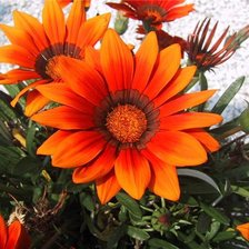 Схема вышивки «цветы»