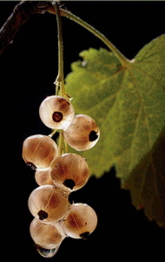 Смородинка. - смородина, ягоды, растения, капля - предпросмотр