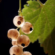 Схема вышивки «Смородинка.»