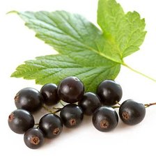 Схема вышивки «Смородина чёрная.»