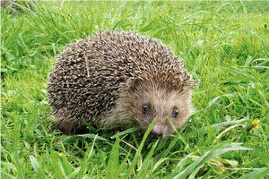 Ёжик )) - животные, ежик - предпросмотр
