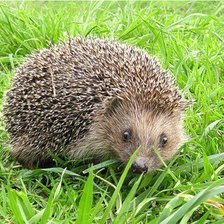 Схема вышивки «Ёжик ))»