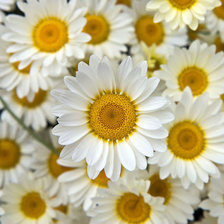 Схема вышивки «ромашки»