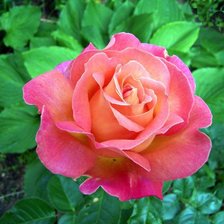 Схема вышивки «роза»