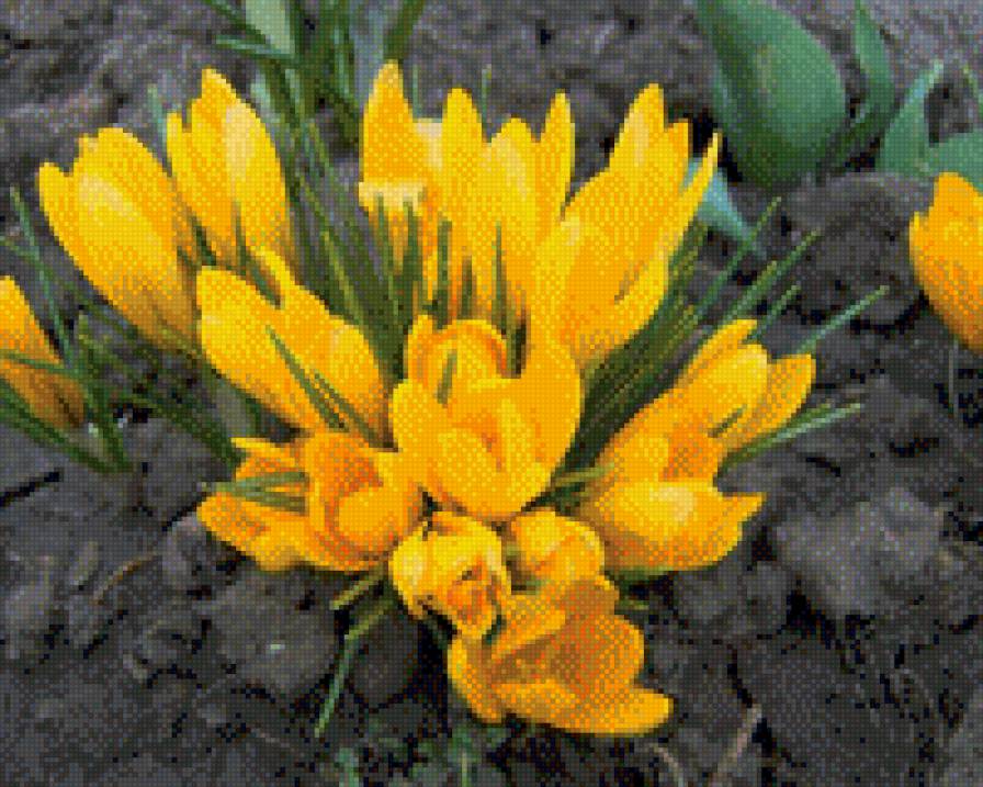 крокусы - цветы - предпросмотр