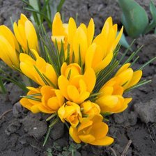 Схема вышивки «крокусы»