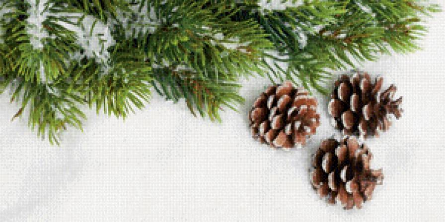 Сосновые шишки. - сосновая ветка, растения, ветки, шишки - предпросмотр