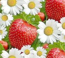 Схема вышивки «клубника»