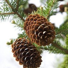 Схема вышивки «Еловые шишки.»