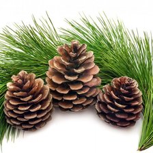 Схема вышивки «Сосновые шишки.»