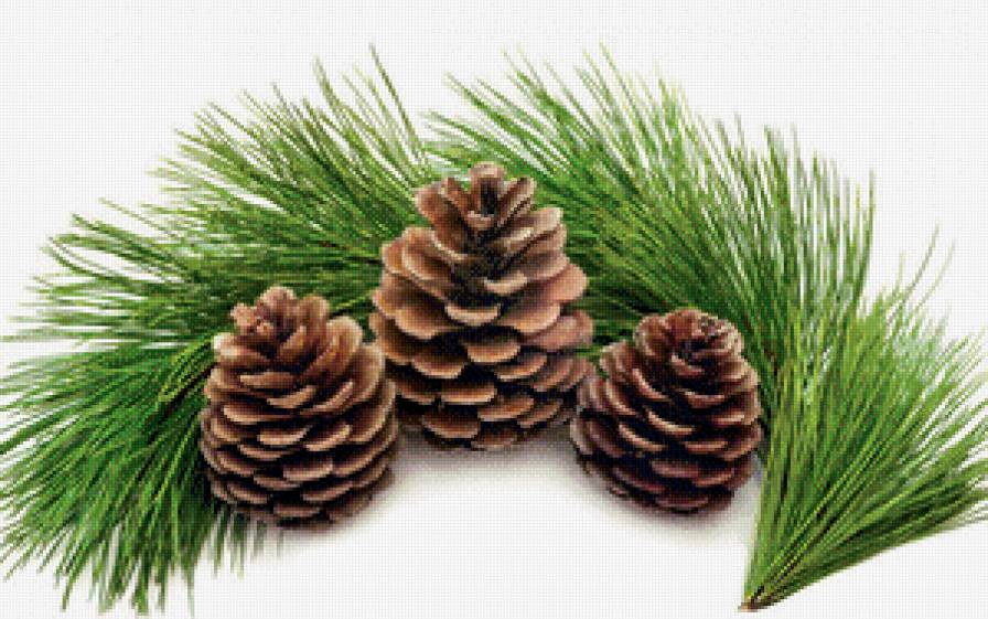 Сосновые шишки. - сосновая ветка, растения, шишки, ветки - предпросмотр
