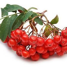 Гроздь рябины.