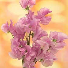 Схема вышивки «розовые цветы»