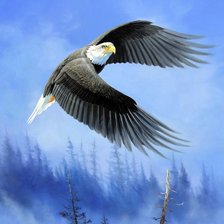 Схема вышивки «гордая птица»