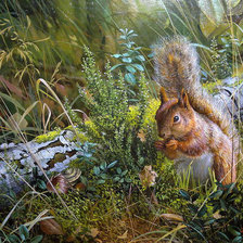 Схема вышивки «белочка»