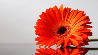 Прекрасная гербера - оригинал