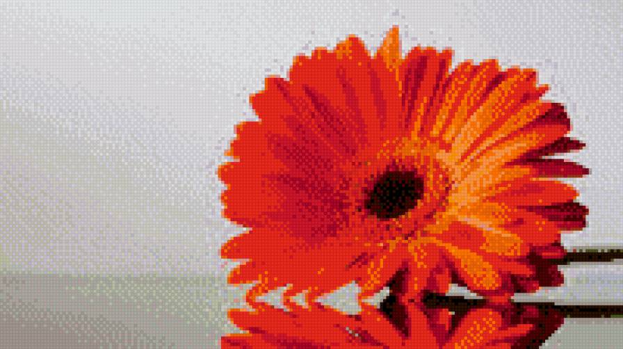 Прекрасная гербера - предпросмотр