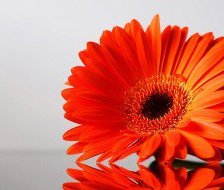 Прекрасная гербера