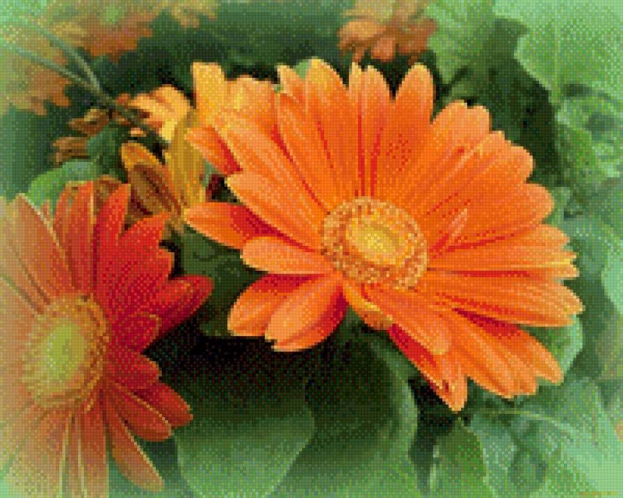 Герберы - герберы - предпросмотр