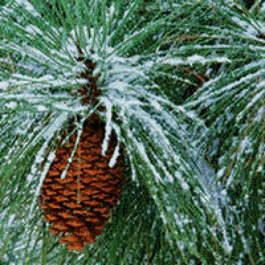 шишка на елке - елка, шишка, зима - предпросмотр