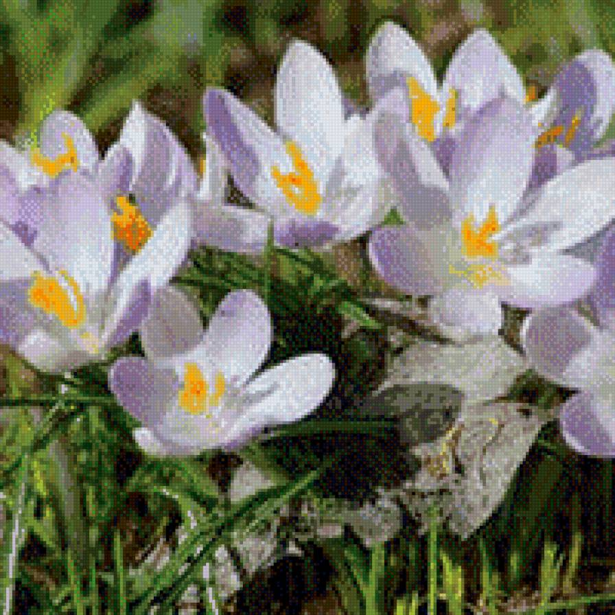 подснежники - цветы, весна, подснежники - предпросмотр