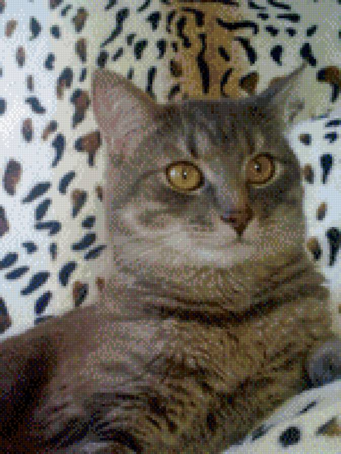 Кот Мурзилка - кот - предпросмотр