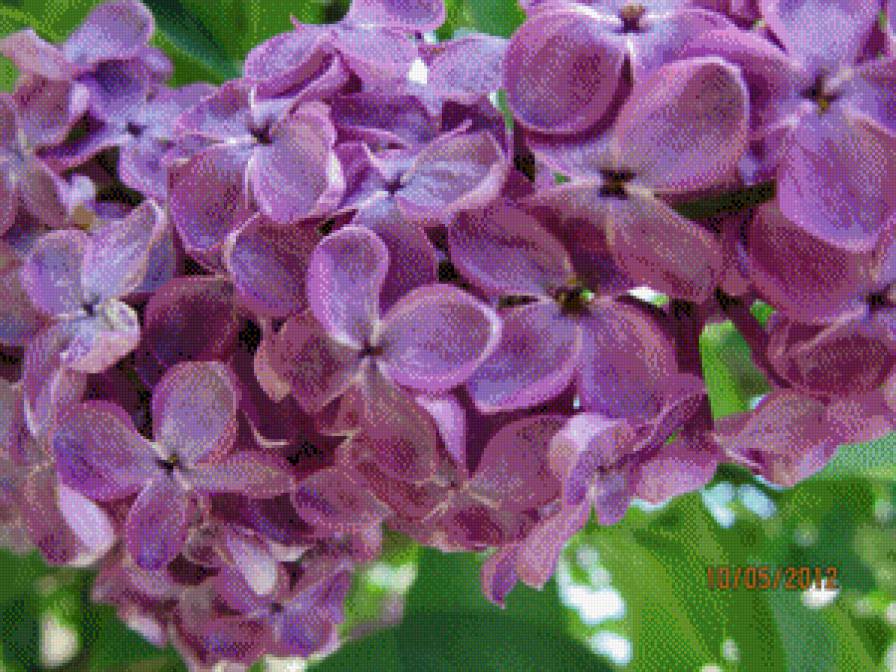 сирень - предпросмотр