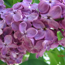 Схема вышивки «сирень»