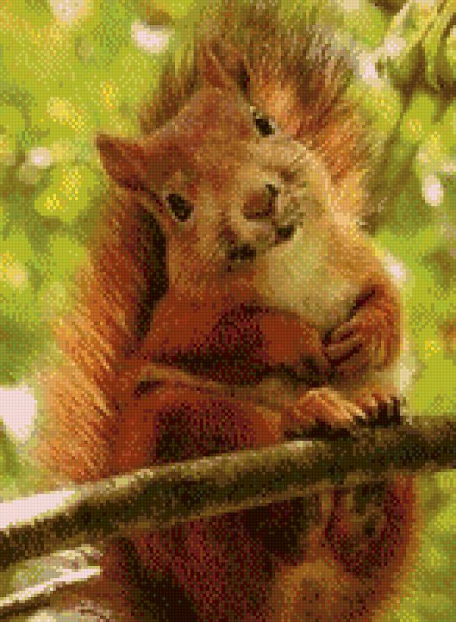 Белочка - белка, животные - предпросмотр