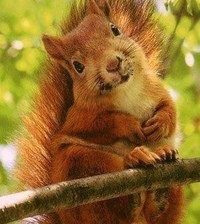 Схема вышивки «Белочка»