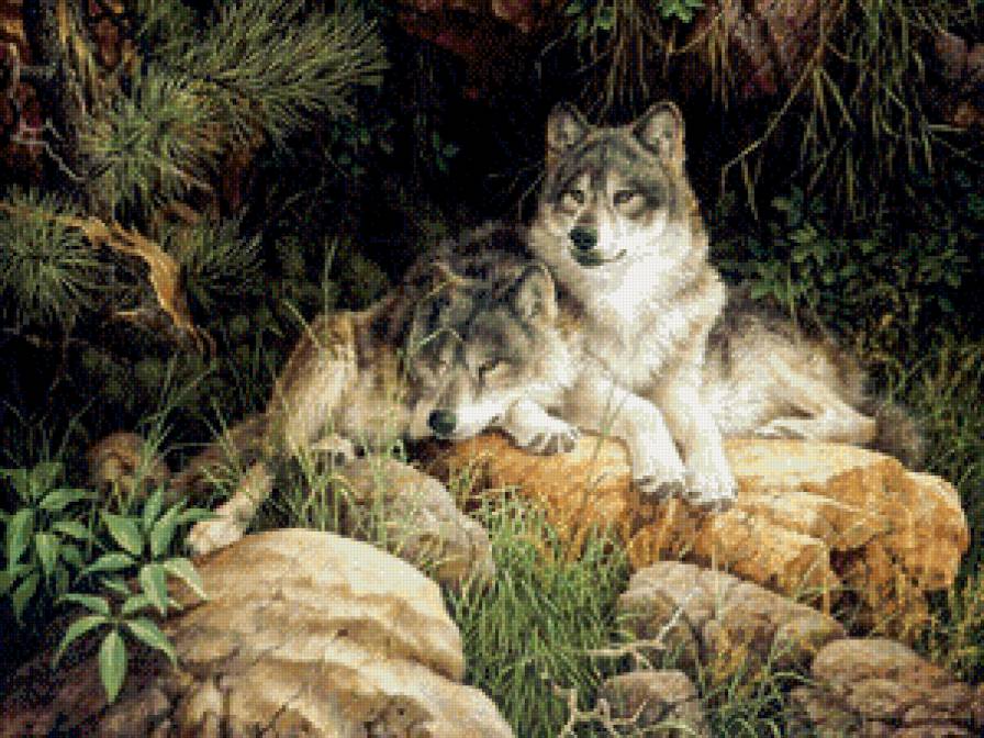 Волки - волки, животные, живопись - предпросмотр