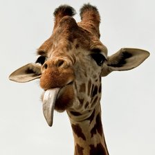 Схема вышивки «жираф»