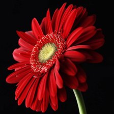 Схема вышивки «Гербера»